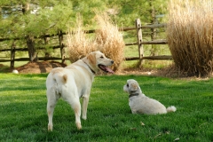 3-31-12 Dogs0168