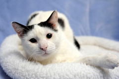 Cat9