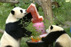 Panda2